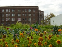 urban farming pic